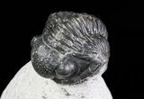 Bargain, Gerastos Trilobite Fossil - Morocco #69114-2